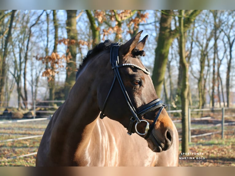 Deutsches Reitpony Wallach 11 Jahre 151 cm Brauner in Recke, bei Osnabrück