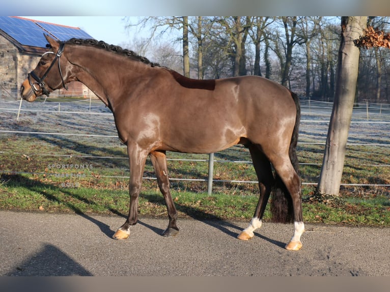 Deutsches Reitpony Wallach 11 Jahre 151 cm Brauner in Recke, bei Osnabrück