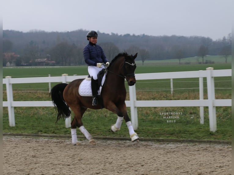 Deutsches Reitpony Wallach 11 Jahre 151 cm Brauner in Recke, bei Osnabrück