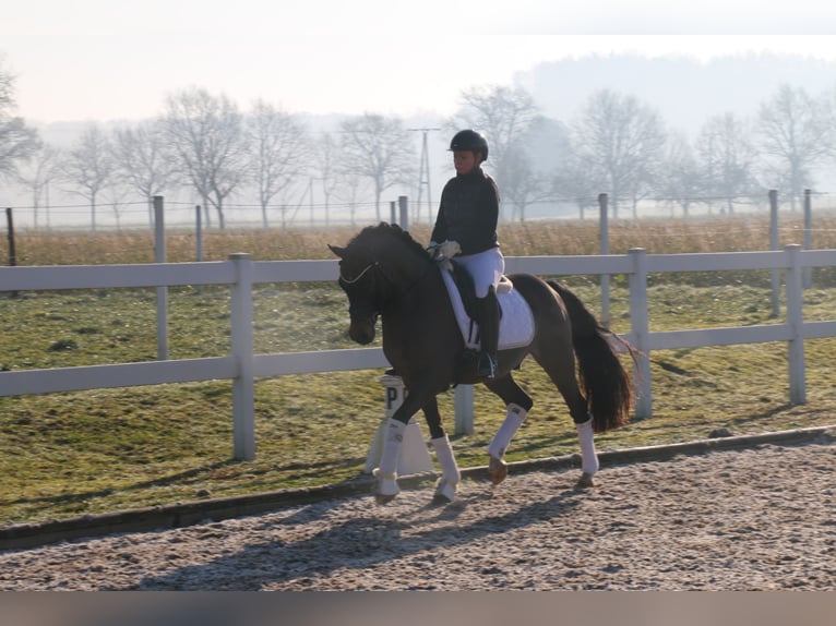 Deutsches Reitpony Wallach 11 Jahre 151 cm Brauner in Recke, bei Osnabrück