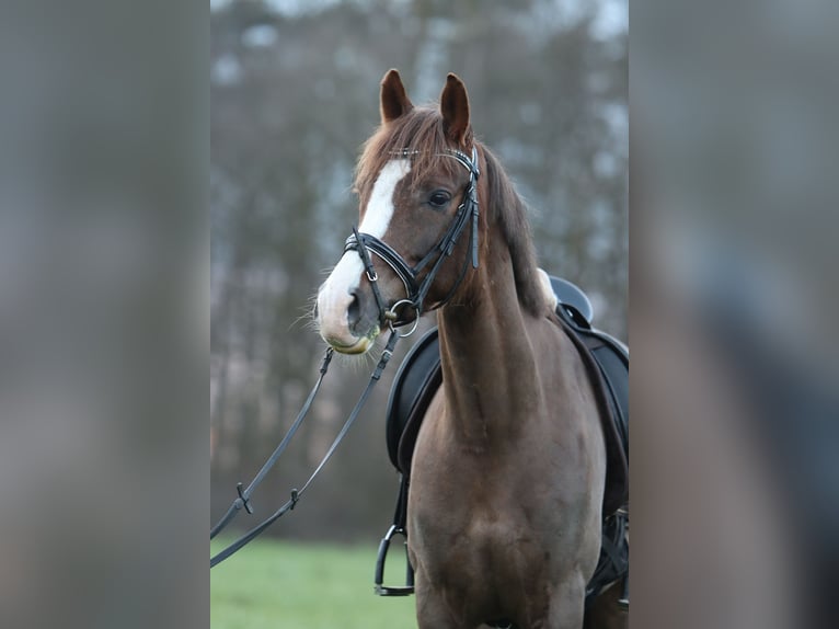 Deutsches Reitpony Wallach 11 Jahre 151 cm Dunkelfuchs in Emmendingen