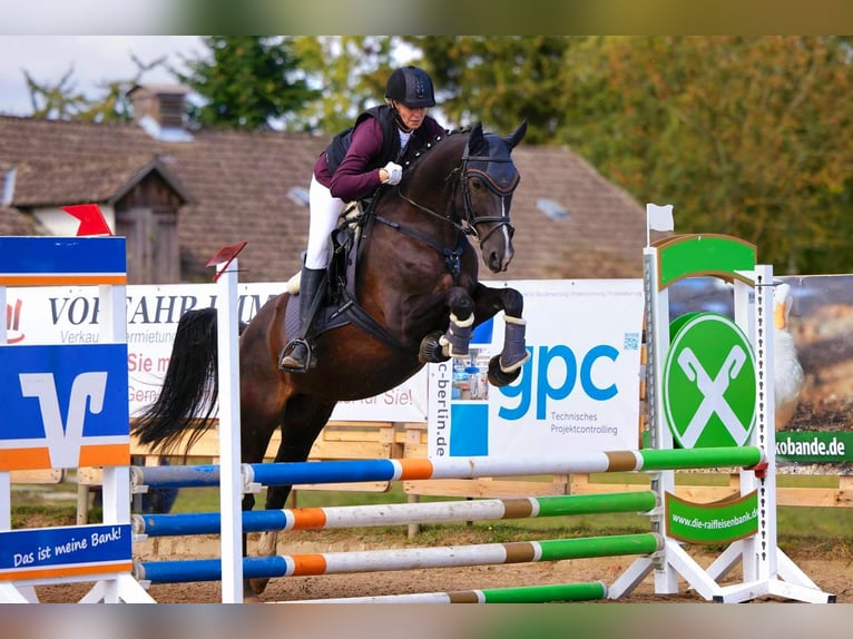 Deutsches Reitpony Wallach 11 Jahre 151 cm Rappe in Raben Steinfeld