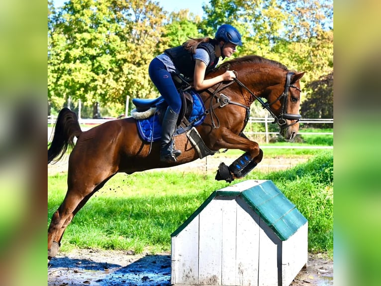 Deutsches Reitpony Wallach 11 Jahre 152 cm Fuchs in Neustadt an der Weinstraße
