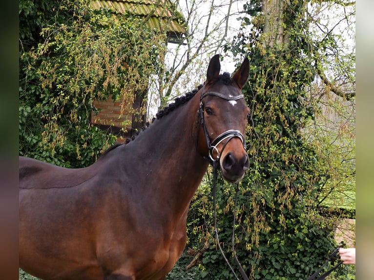 Deutsches Reitpony Wallach 11 Jahre 153 cm Brauner in Bersenbr&#xFC;ck