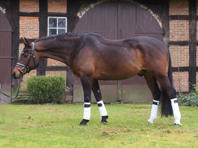 Deutsches Reitpony Wallach 11 Jahre 153 cm Brauner in Bersenbr&#xFC;ck