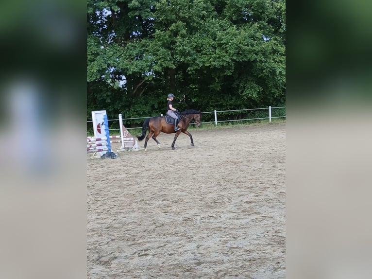 Deutsches Reitpony Wallach 11 Jahre 153 cm Brauner in Bersenbr&#xFC;ck