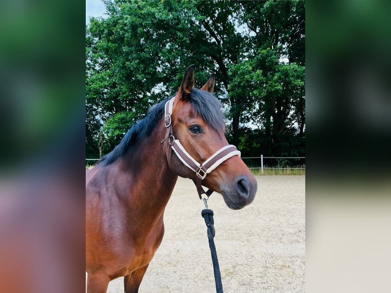 Deutsches Reitpony Wallach 11 Jahre 153 cm Brauner in Bersenbr&#xFC;ck