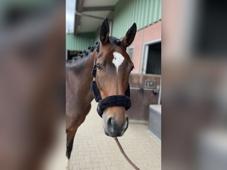 Deutsches Reitpony Wallach 11 Jahre 153 cm Brauner in Zweibr&#xFC;cken