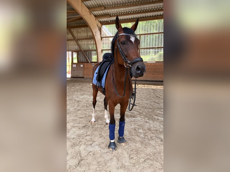 Deutsches Reitpony Wallach 11 Jahre 153 cm Brauner in Zweibr&#xFC;cken