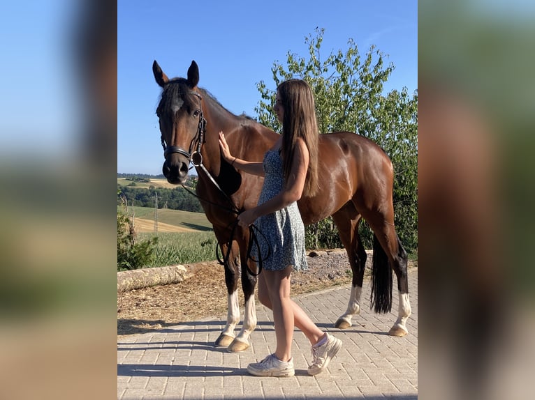 Deutsches Reitpony Wallach 11 Jahre 153 cm Brauner in Zweibr&#xFC;cken