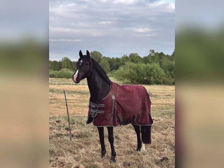Deutsches Reitpony Wallach 11 Jahre 153 cm Schwarzbrauner in Lübeck