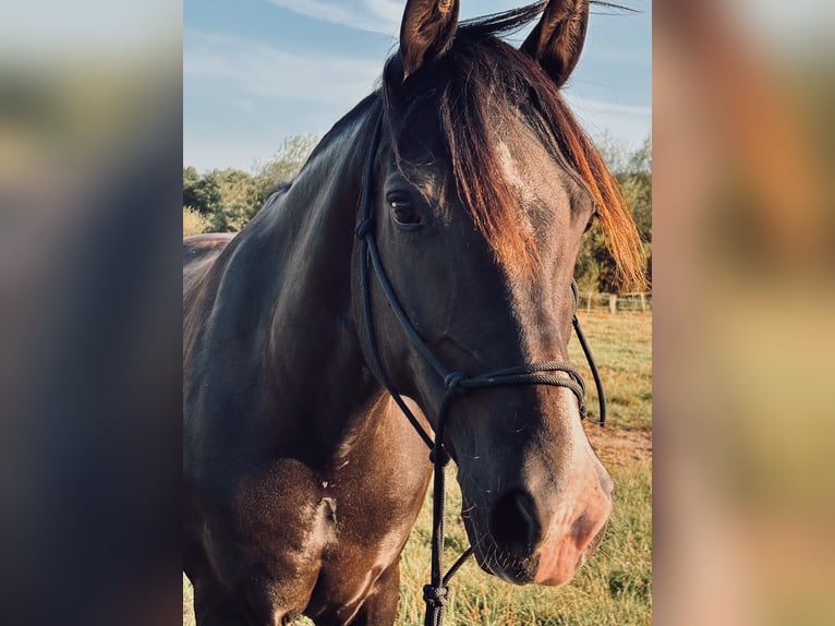 Deutsches Reitpony Wallach 11 Jahre 153 cm Schwarzbrauner in Lübeck
