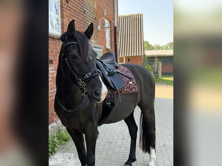Deutsches Reitpony Wallach 11 Jahre 153 cm Schwarzbrauner in Lübeck