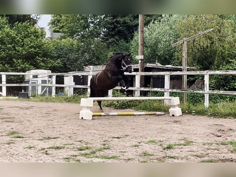 Deutsches Reitpony Wallach 11 Jahre 153 cm Schwarzbrauner in Lübeck