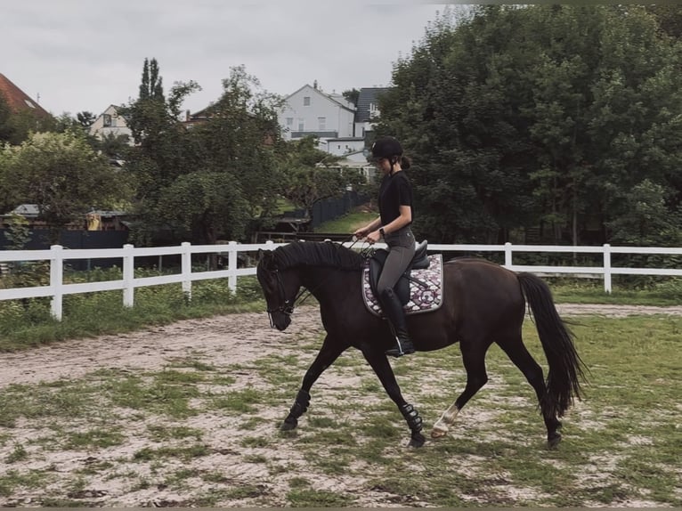Deutsches Reitpony Wallach 11 Jahre 153 cm Schwarzbrauner in Lübeck