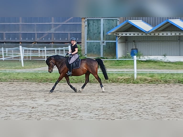 Deutsches Reitpony Wallach 11 Jahre 154 cm Brauner in Bersenbr&#xFC;cK