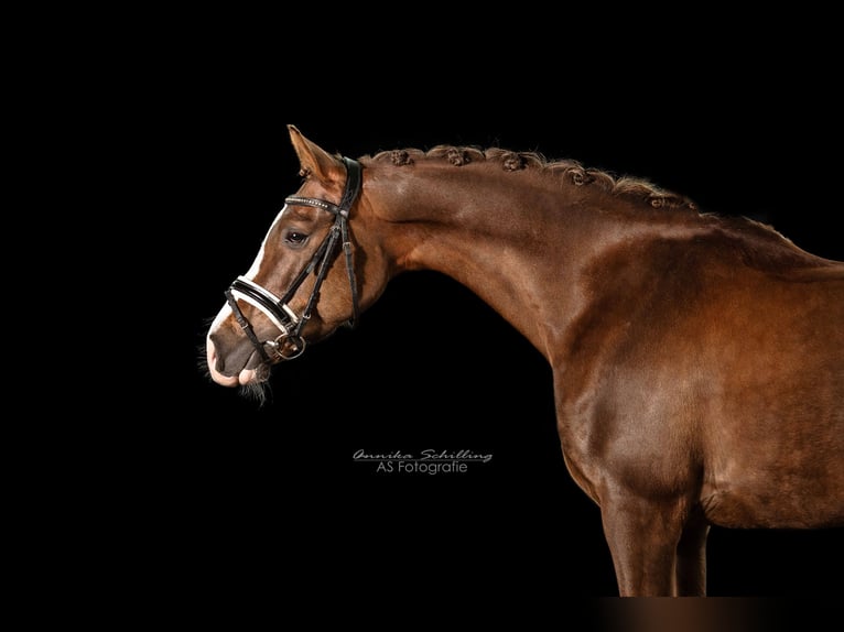 Deutsches Reitpony Wallach 11 Jahre 154 cm Dunkelfuchs in Herrenberg