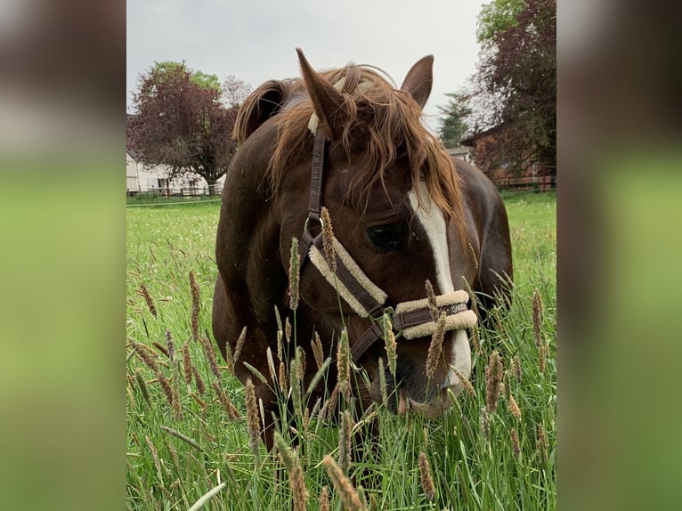 Deutsches Reitpony Wallach 11 Jahre 154 cm Dunkelfuchs in Wuppertal