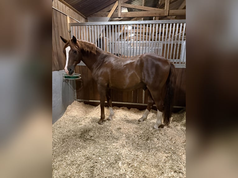 Deutsches Reitpony Wallach 11 Jahre 154 cm Dunkelfuchs in Wuppertal