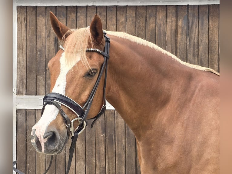Deutsches Reitpony Wallach 11 Jahre 154 cm Fuchs in M&#xFC;lheim an der Ruhr