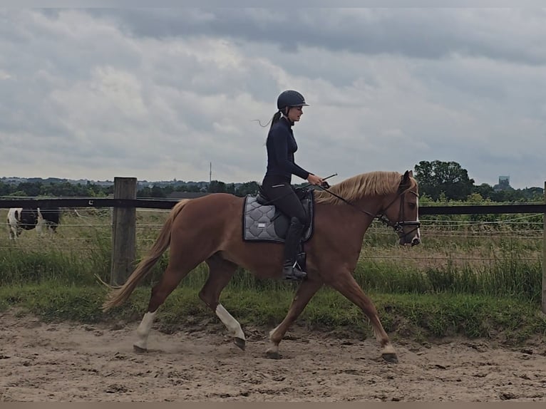 Deutsches Reitpony Wallach 11 Jahre 154 cm Fuchs in M&#xFC;lheim an der Ruhr
