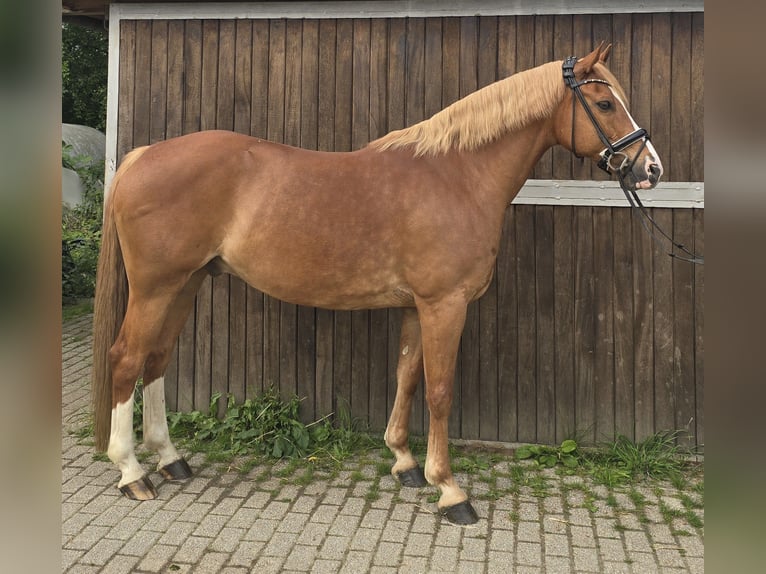 Deutsches Reitpony Wallach 11 Jahre 154 cm Fuchs in M&#xFC;lheim an der Ruhr