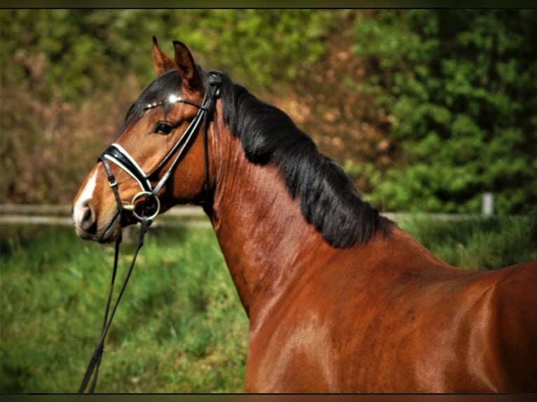Deutsches Reitpony Wallach 11 Jahre 155 cm Brauner in Husum