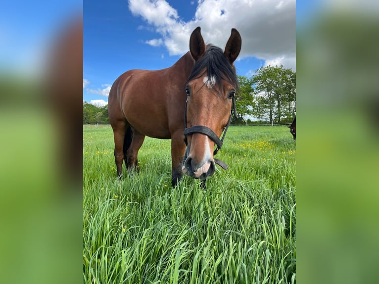 Deutsches Reitpony Wallach 11 Jahre 155 cm Brauner in Husum