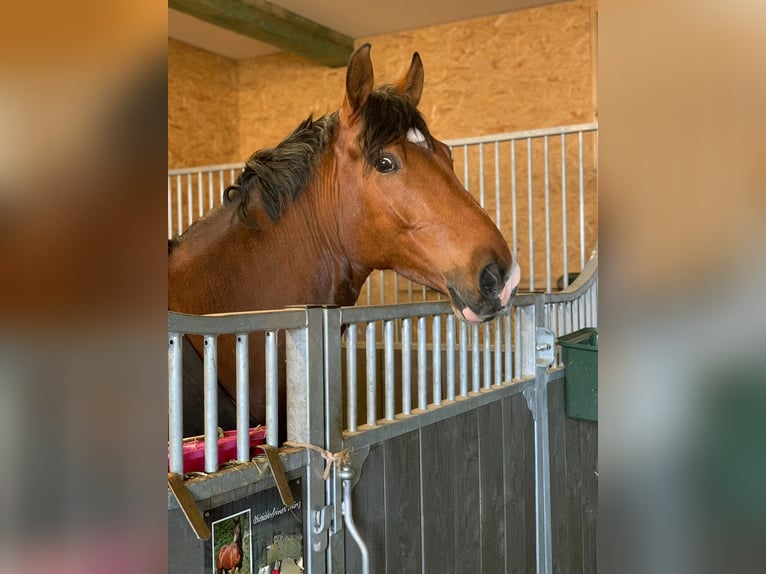 Deutsches Reitpony Wallach 11 Jahre 155 cm Brauner in Husum