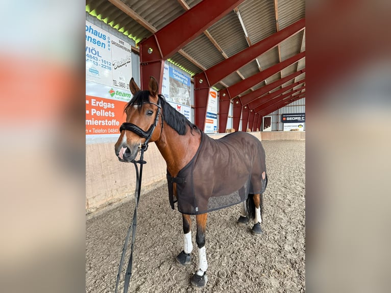 Deutsches Reitpony Wallach 11 Jahre 155 cm Brauner in Husum