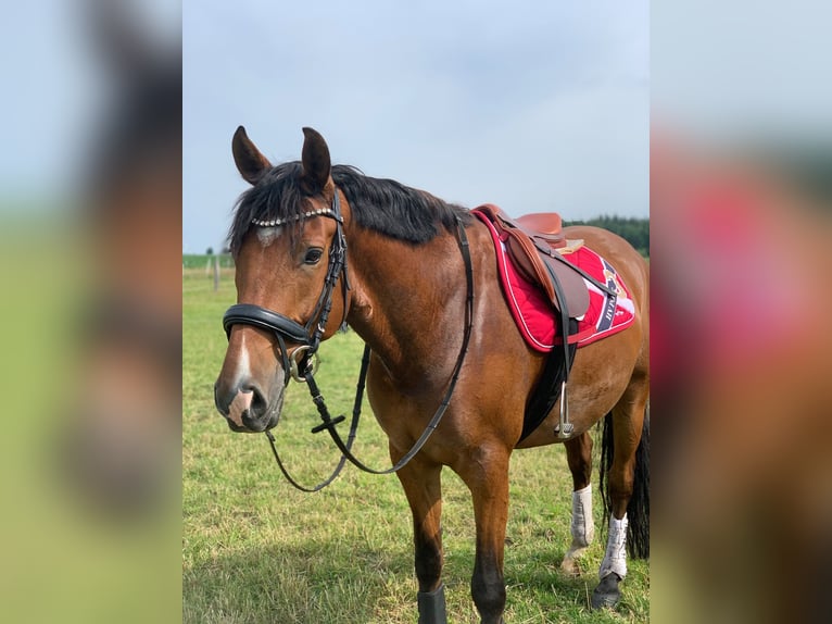 Deutsches Reitpony Wallach 11 Jahre 155 cm Brauner in Husum
