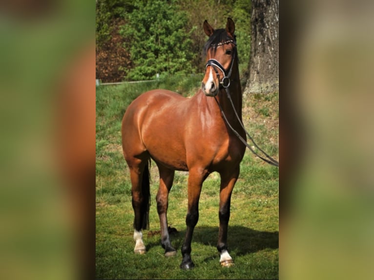 Deutsches Reitpony Wallach 11 Jahre 155 cm Brauner in Husum