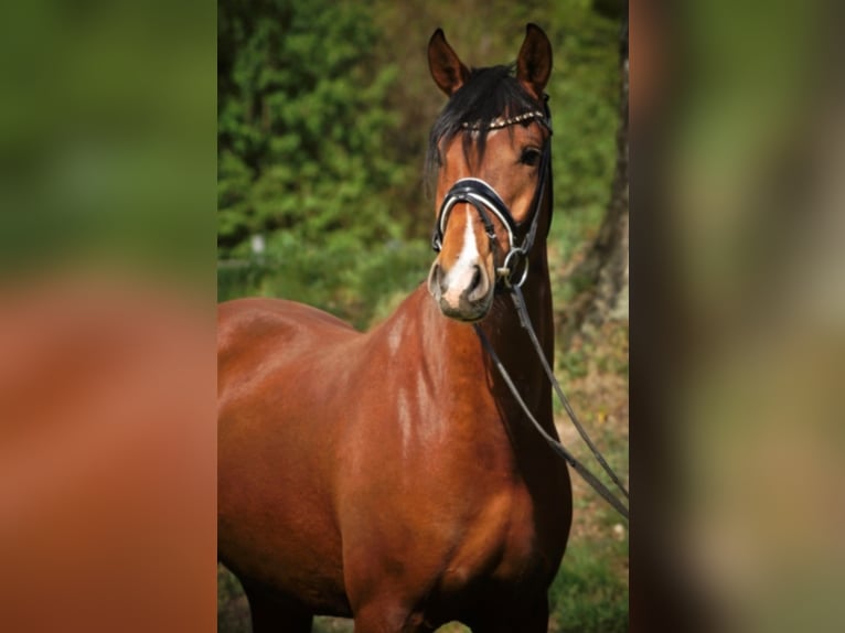 Deutsches Reitpony Wallach 11 Jahre 155 cm Brauner in Husum