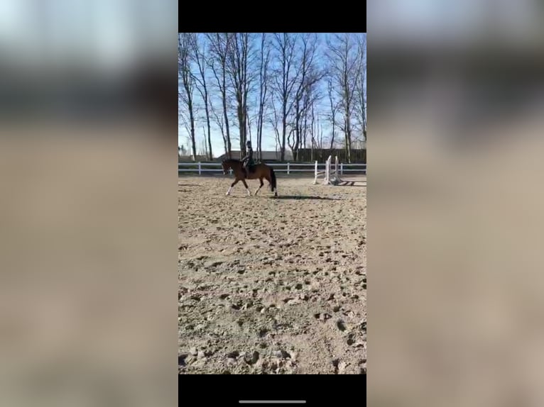 Deutsches Reitpony Wallach 11 Jahre 155 cm Brauner in Husum