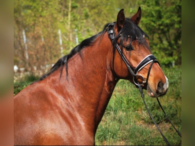 Deutsches Reitpony Wallach 11 Jahre 155 cm Brauner in Husum