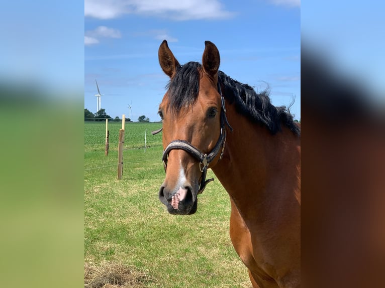 Deutsches Reitpony Wallach 11 Jahre 155 cm Brauner in Husum