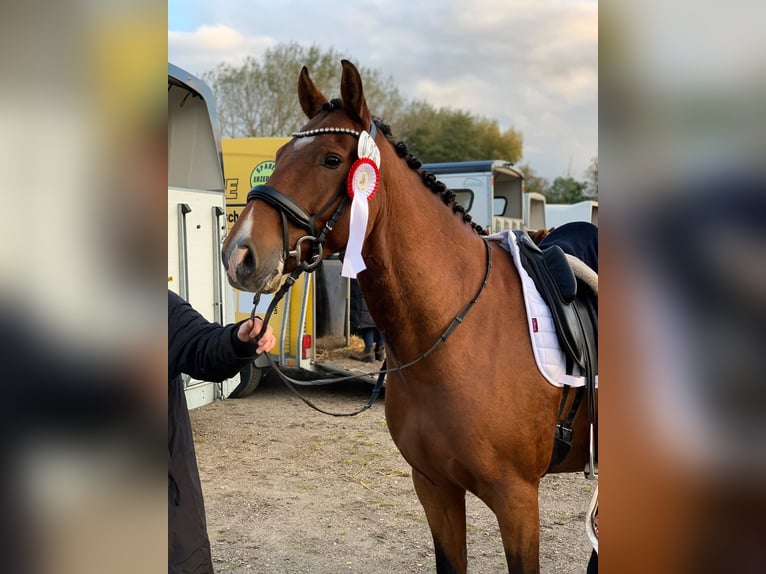 Deutsches Reitpony Wallach 11 Jahre 155 cm Brauner in Husum