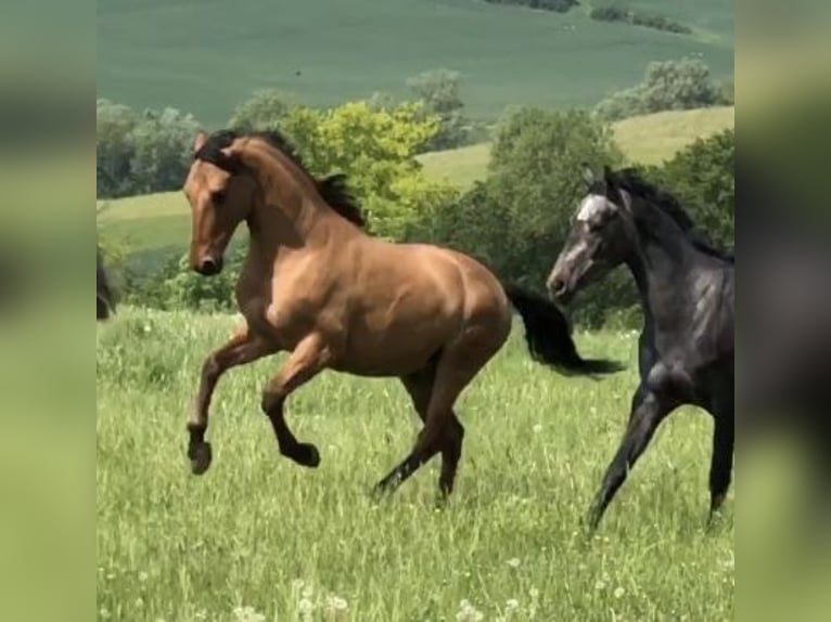 Deutsches Reitpony Wallach 11 Jahre 155 cm Falbe in Liebenau