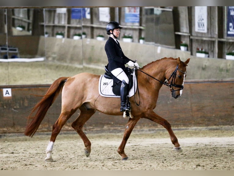 Deutsches Reitpony Wallach 11 Jahre 156 cm Fuchs in Mönchengladbach