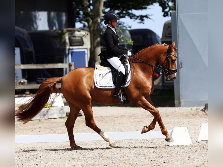 Deutsches Reitpony Wallach 11 Jahre 156 cm Fuchs in Mönchengladbach