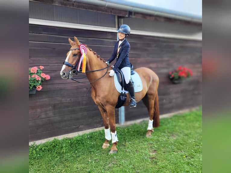 Deutsches Reitpony Wallach 11 Jahre 156 cm Fuchs in Mönchengladbach