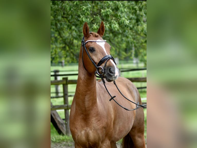 Deutsches Reitpony Wallach 11 Jahre 158 cm Dunkelfuchs in Schwalmtal