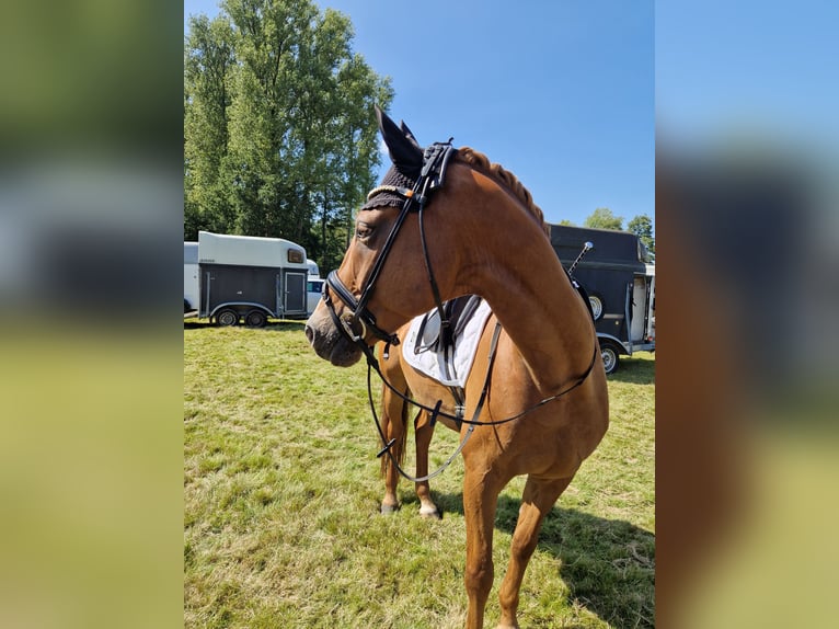 Deutsches Reitpony Wallach 11 Jahre 160 cm Fuchs in Duisburg