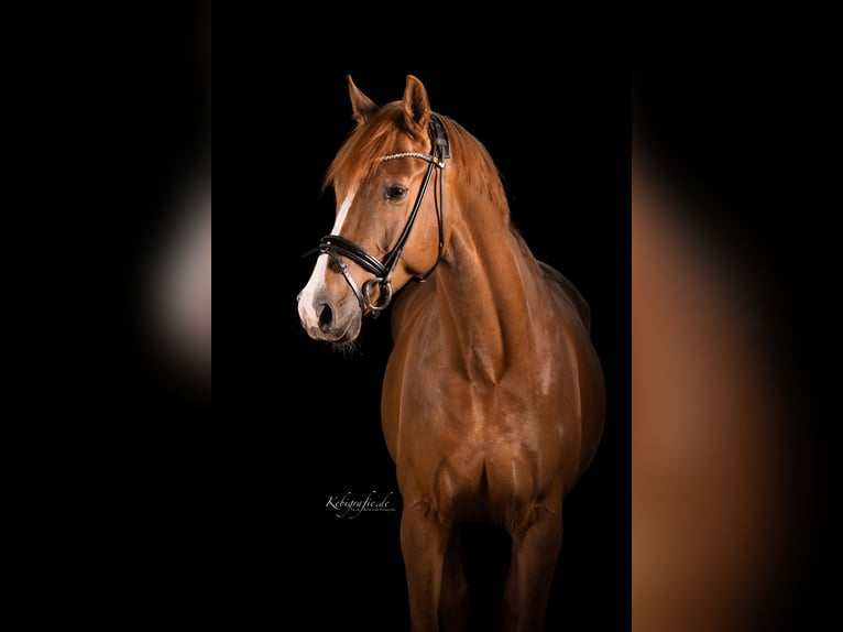 Deutsches Reitpony Wallach 11 Jahre 160 cm Fuchs in Duisburg