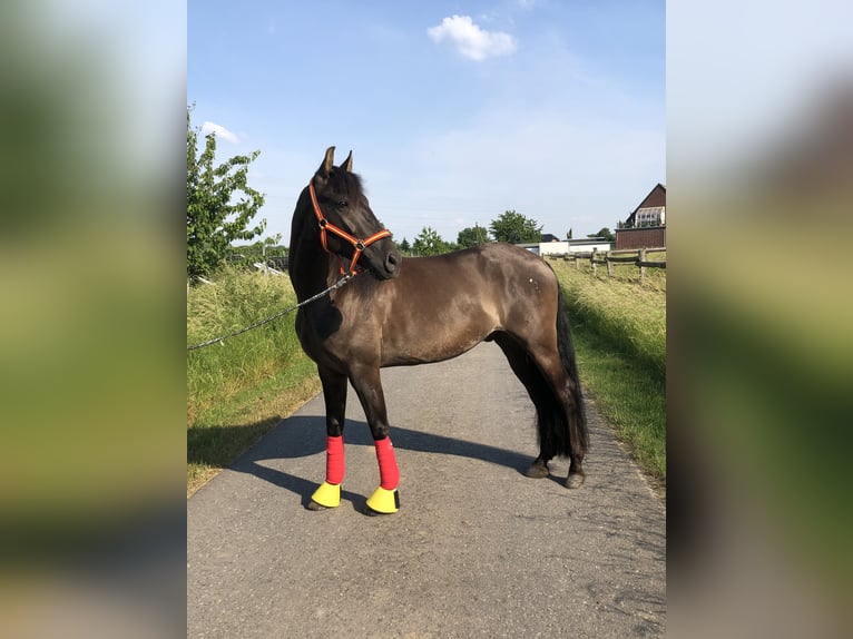 Deutsches Reitpony Wallach 11 Jahre 160 cm Rappe in Viersen