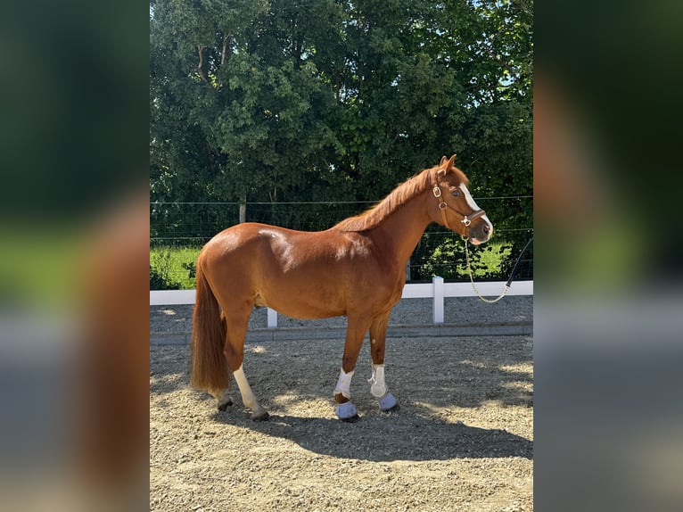 Deutsches Reitpony Wallach 11 Jahre in H&#xFC;lbenH&#xFC;lben