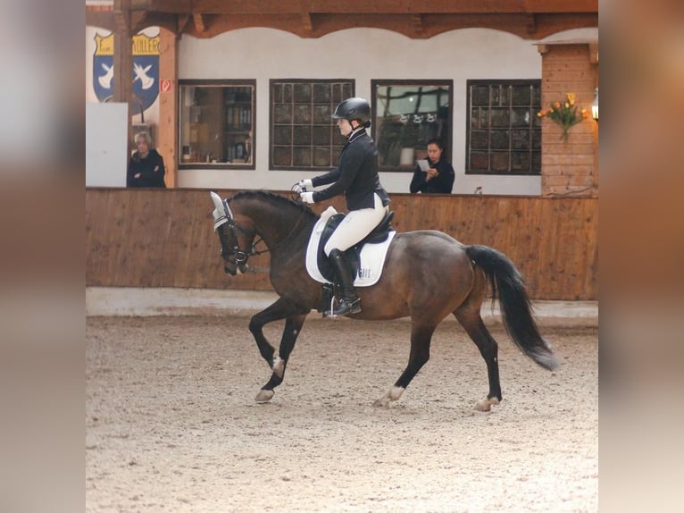 Deutsches Reitpony Wallach 11 Jahre Dunkelbrauner in Tübingen Bühl