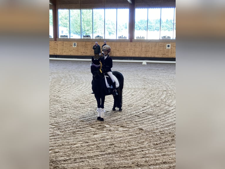 Deutsches Reitpony Mix Wallach 12 Jahre 128 cm Schwarzbrauner in Wagh&#xE4;usel