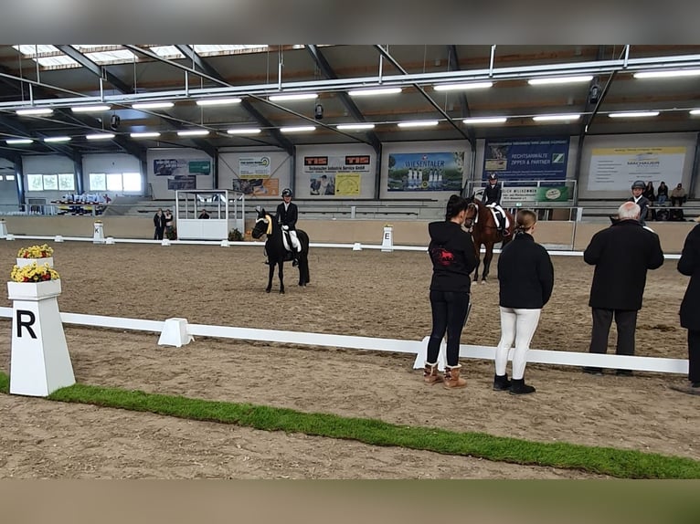 Deutsches Reitpony Mix Wallach 12 Jahre 128 cm Schwarzbrauner in Wagh&#xE4;usel