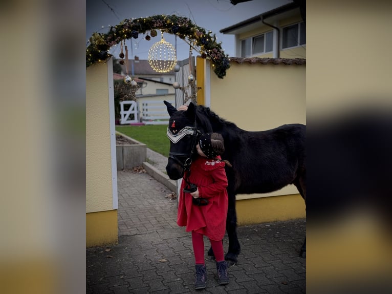 Deutsches Reitpony Mix Wallach 12 Jahre 128 cm Schwarzbrauner in Wagh&#xE4;usel